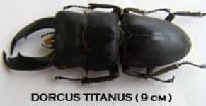 Insect : Dorcus titanus