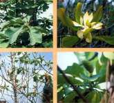 Magnoliae Officinalis P.E. / Honokiol