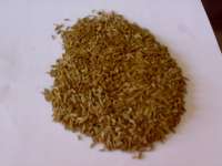 Export Caraway seeds