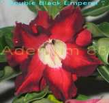 Double Black Emperor