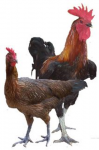 Ayam Kampung Sehat( AKS)