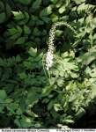 Black Cohosh Extract