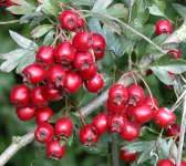 Hawthorn Berry Extract