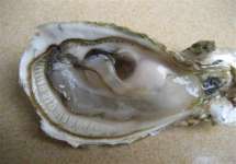 Live Pacific Milk Oysters1