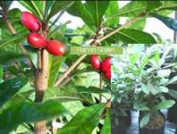 Miracle Fruit ( Synsepalum dulcifium)