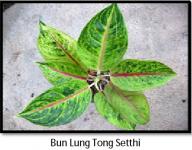 Bun Lung Tong Setthi