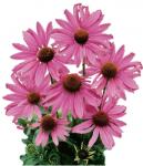 Echinacea