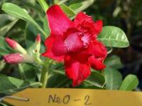 Adenium Double Flower # 002