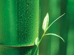 Bamboo leaf extract