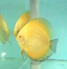 GOLDEN CRYSTAL DISCUS