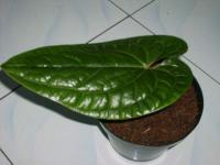 ANTHURIUM SIRIH KERATON