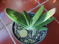 Gasteria maculata cv. 'Little Warty'