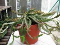 Euphorbia stellata