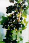 Black Currant Extract