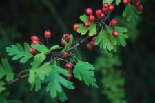 Hawthorn Leaves Extract