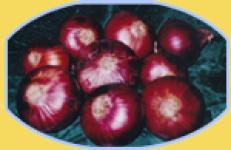 Onions RED