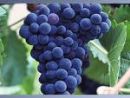 Grape Skin Extract (huping@nutra-max.com)