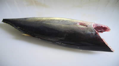 HGT Yellowfin Tuna
