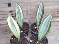 Sansevieria Masoniana Varigata