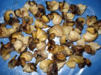 JUAL :daging keong (gablongan)