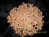 Arachis hypogaea L.( Indonesia=kacang tanah) English=peanut|>>>To order Pls contact=081-32622-0589