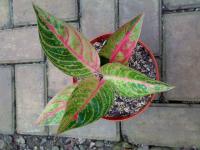 Aglaonema Petita 8-9d