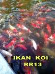 Ikan Koi segala jenis