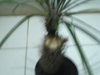 PACHYPODIUM GEYAYI,  LAMEREI,  DLL