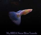 RREA Blue Sky / Neon Blue tuxedo