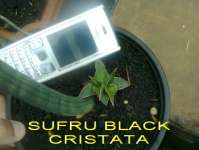 SUFRU BLACK CRISTATA....SOLD