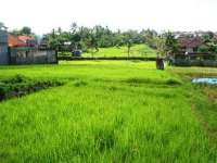 Land for Sale in Tegal cupek Umalas