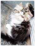 Kitten betina peaknose non ped,  black tabby n white,  bulet cobby bulu tebal,  lucu sekali. ADOPTED