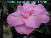 Triple Shocking Pink