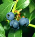 Blueberry Extract Juice 65 Brix