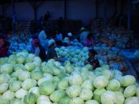 Cabbages Export Quality
