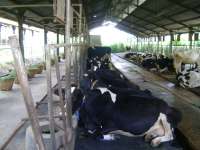 Peternakan sapi perah dan pembiakan sapi pedaging ,  Pengolahan Susu segar dan produksi daging segar