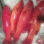 Red Coral trout