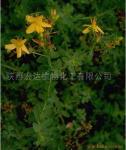 St.John's Wort P.E