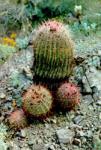 Cactus Extract