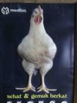 Ayam Broiler/ Afkir layer/ Afkir breeding