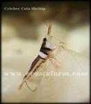 Celebes Cola Shrimp ( Caridina spongicola)
