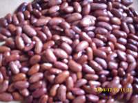 AZUKI BEAN ( Kacang Merah) Vigna angularis ( Willd.) Ohwi & H.Ohashi Familia: Fabaceae Indonesia: Kacang merah. English: Azuki bean > > > SMS= + 6281-32622-0589 > > SMS= + 6281-901-389-117 > > Email= BudimanBagus01@ yahoo.com