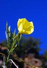 Evening Primrose Extract