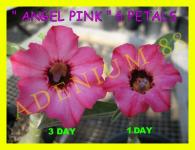 Angel Pink - 6 Petals-