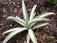 Agave Macroacantha Medio Picta  NEW STOCK!! (updated 28/4/09)