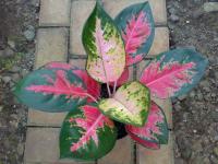 Aglaonema Cochin