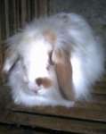 kelinci lop ( fuzzy lop & holland lop )