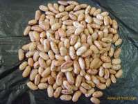 kacang merah ( light speckled kidney beans)