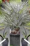 Palem Chamaerops Humilis ' var' Carifera