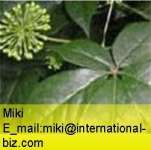 Siberian Ginseng P.E